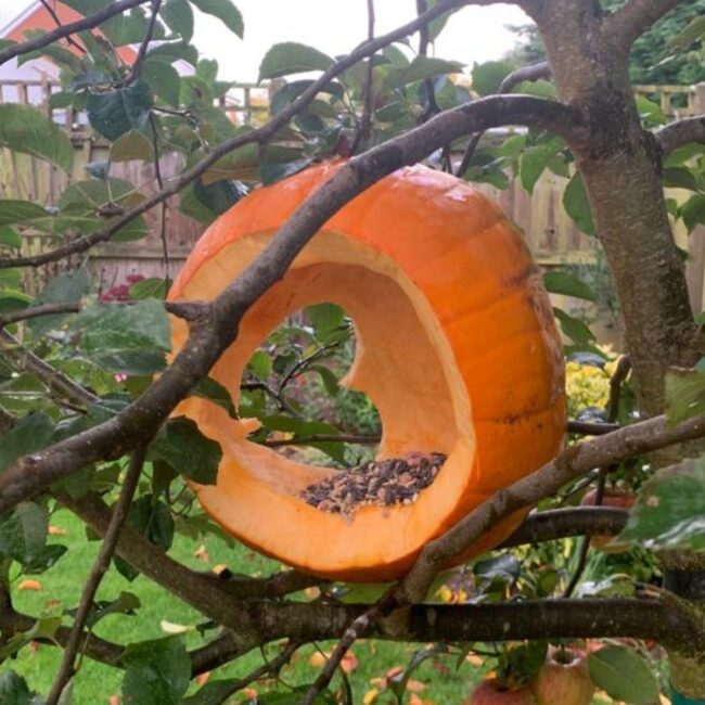 Pumpkin Bird Feeder