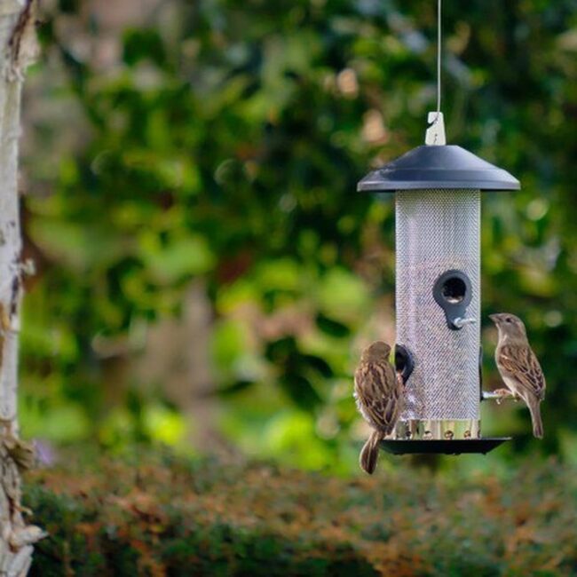 Tubular Feeder With Perches