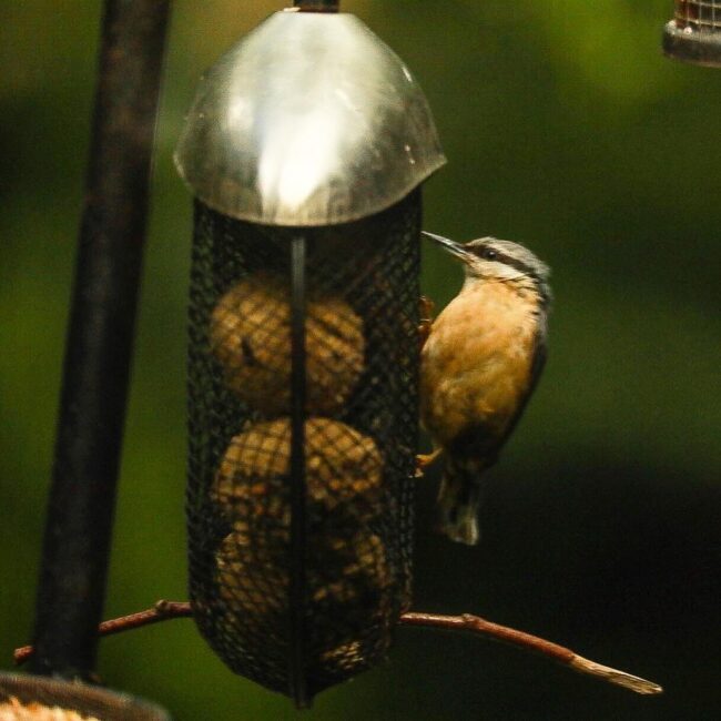 Spherical Metal Bird Feeder