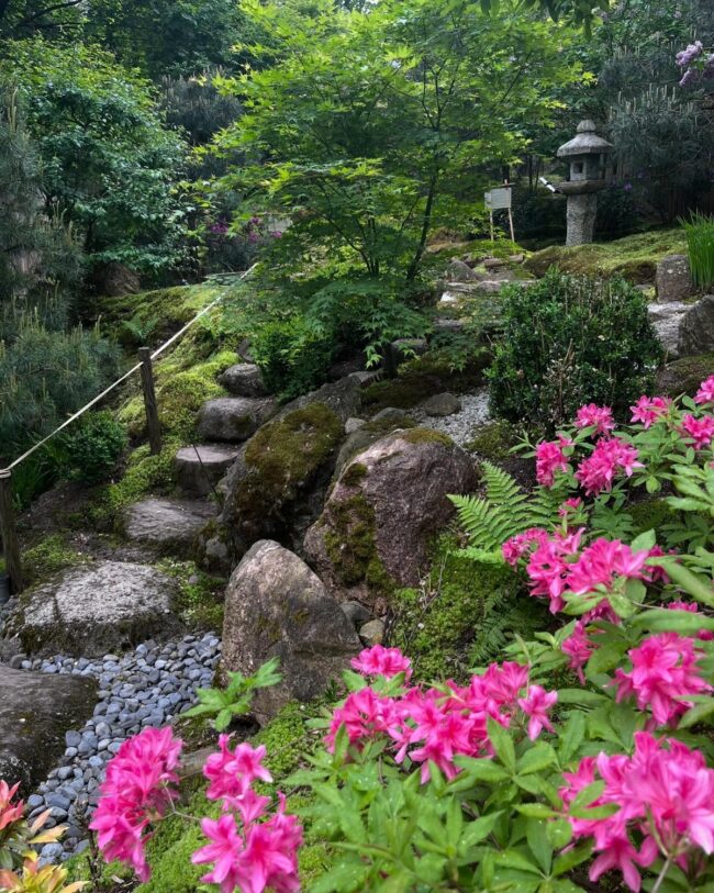 Lively Blooms Along Moss-Covered Trails