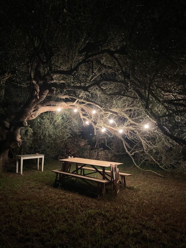 Dining Under Twilight in the Grove