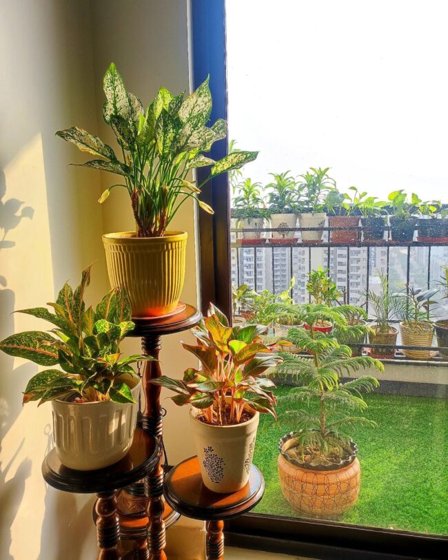 Urban Jungle: Maximizing Vertical Gardening