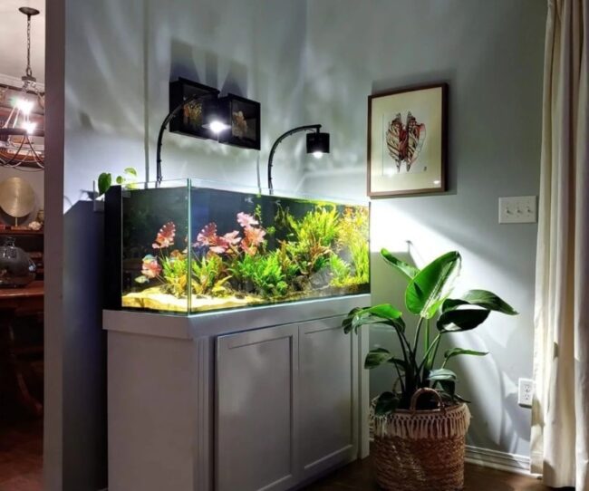 Aesthetic Tabletop Aquarium