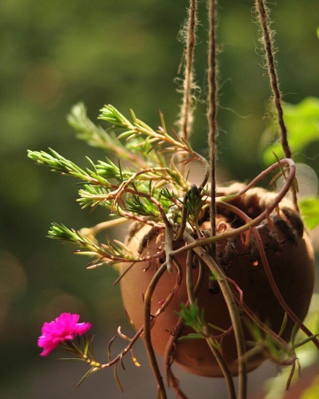 Hanging Clay Pot Bird Feeder