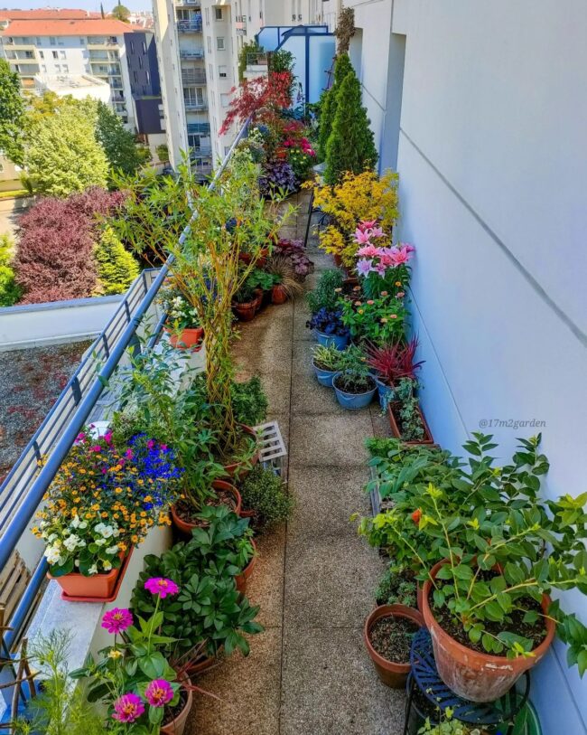 Floral Pathway of Colors