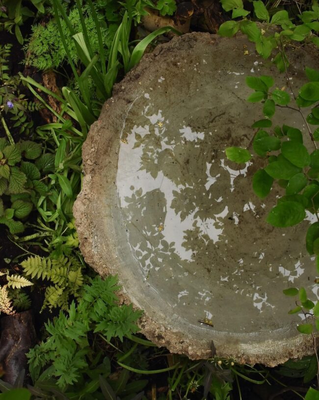 Simple Bird Bath Fountain