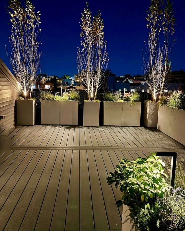 Best Plants for Rooftop Gardens