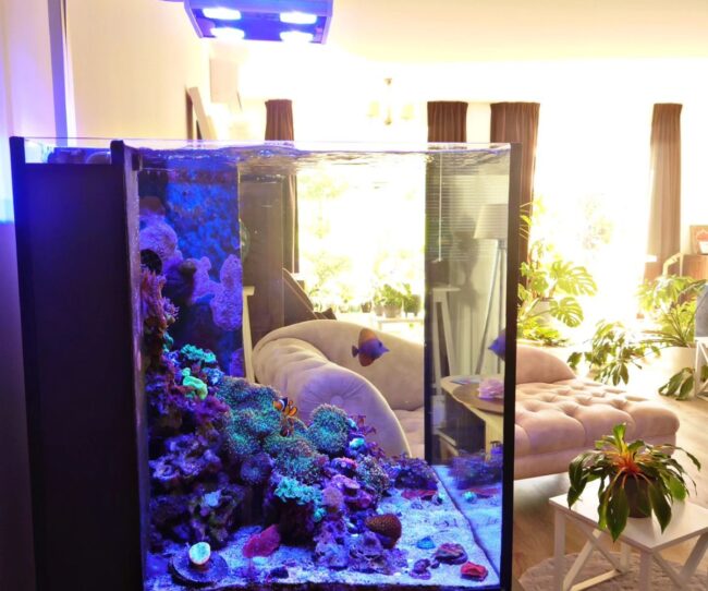 Coral Reef Tank in a Bright Living Room