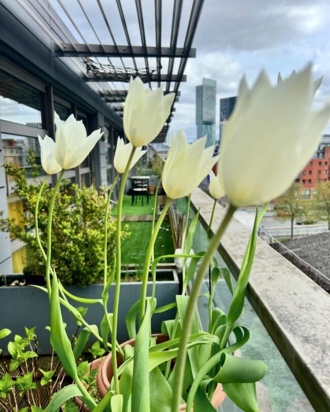 First Bloom of Spring: Celebrating Nature