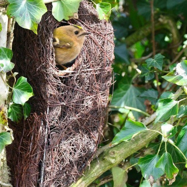 Woven Nesting Box Bird Feeder