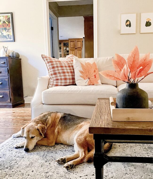 Cozy Corner with a Pet-Friendly Touch