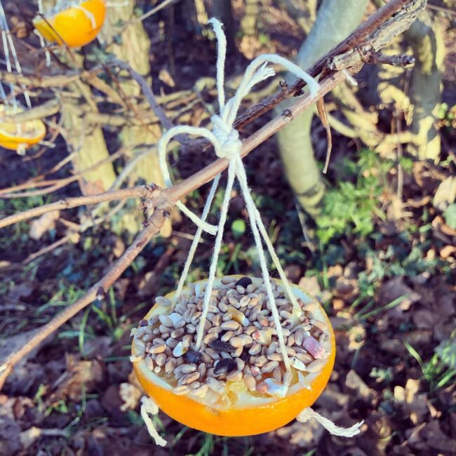 DIY Orange Peel Bird Feeder