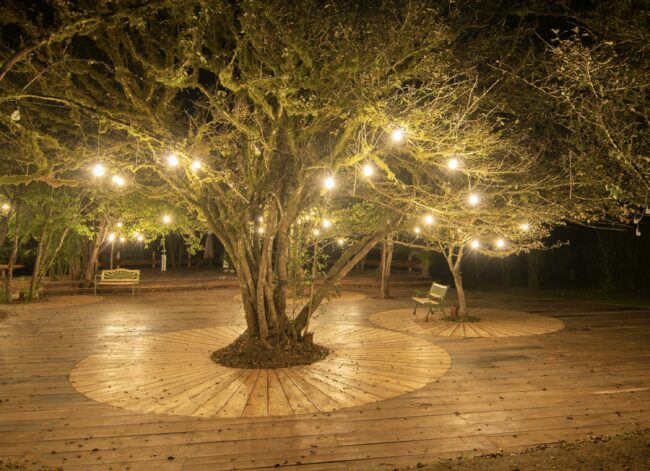 How Can Outdoor Tree Lights Be Used To Enhance A Garden Party or Event?