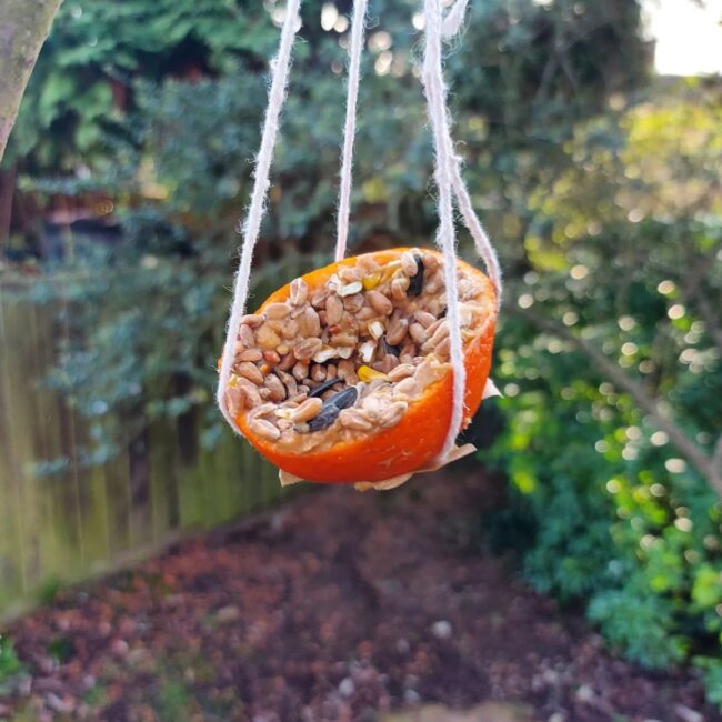 Eco Citrus Bird Feeder