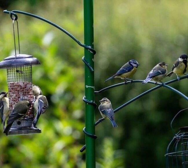 Multi-Perch Metal Bird Feeder